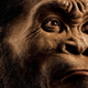 Imagen para el artículo titulado Hallan un posible antepasado inédito de los seres humanos: el Homo naledi